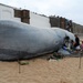 Beached Whale by will_wooderson