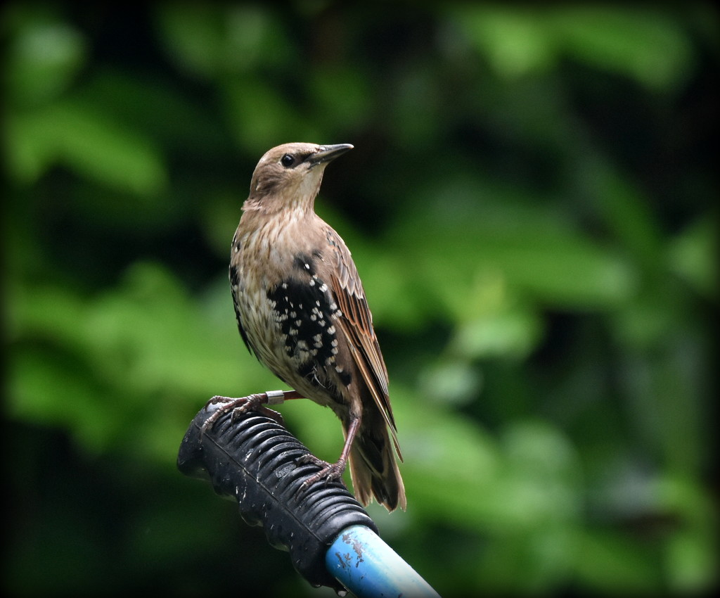 Young starling by rosiekind