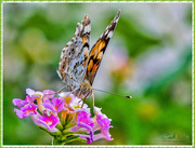 2nd Aug 2016 - Painted Lady Butterfly