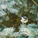 Chickadee by gardencat