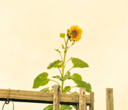 1st Aug 2016 - Sunflower