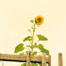 Sunflower by denidouble