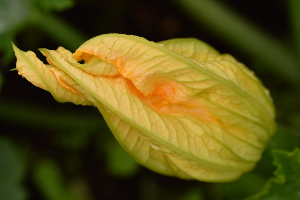 courgette flower by christophercox