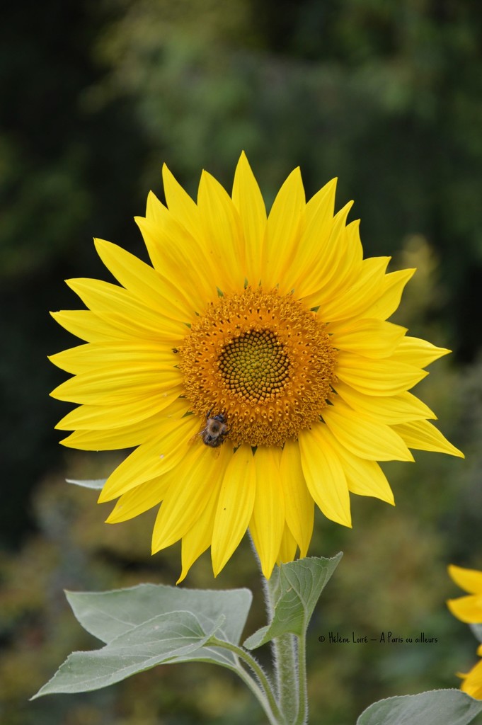 Sunflower #2 by parisouailleurs