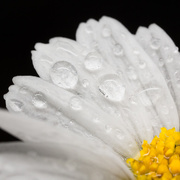 1st Aug 2016 - Part of a wet daisy 