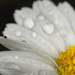 Wet daisy with a tiny beetle