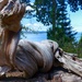 Driftwood Sculpture by redy4et