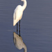 LHG_8556-Great Egret by rontu