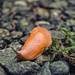 Red Slug by byrdlip