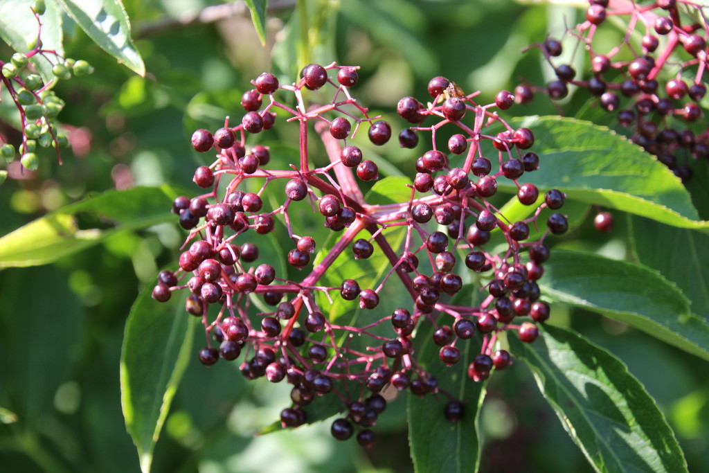 Elderberry cluster by bjchipman