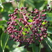 Elderberry cluster by bjchipman
