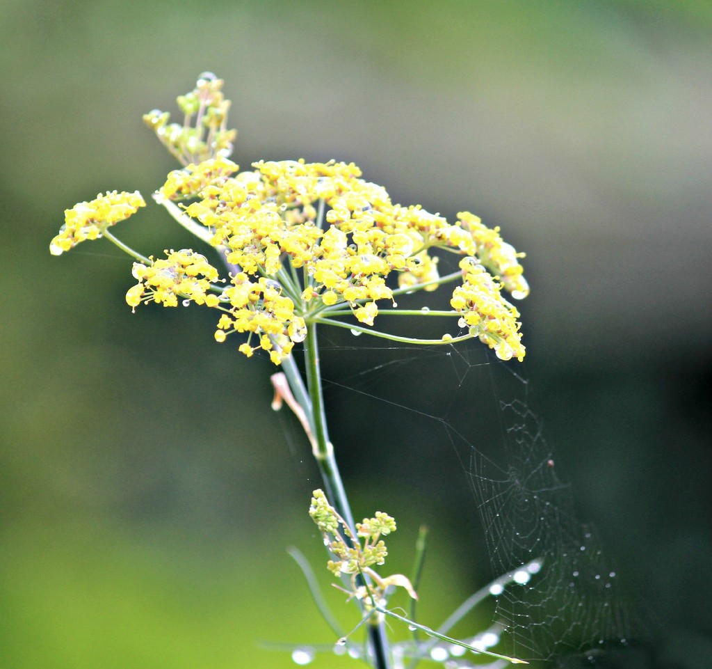Fennel Flower  by wendyfrost