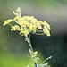Fennel Flower  by wendyfrost