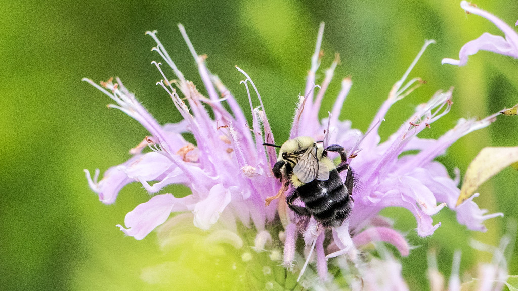Wild Bergamot with Bee by rminer