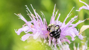 2nd Aug 2016 - Wild Bergamot with Bee