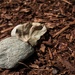 Pebble, petal, mulch by cristinaledesma33