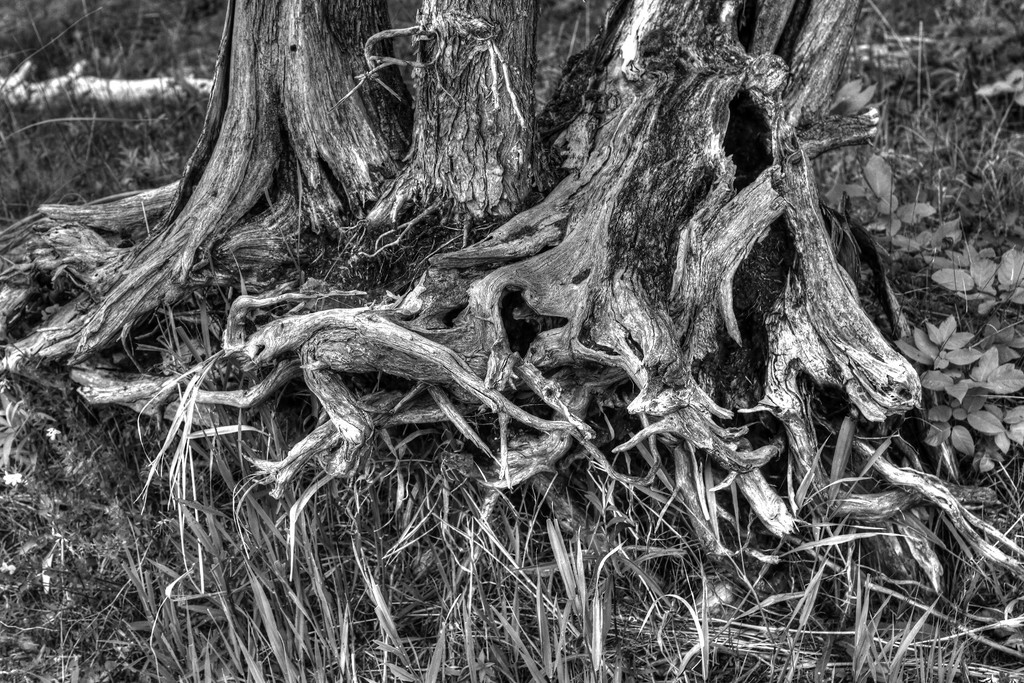 Twisted Driftwood Roots by pdulis