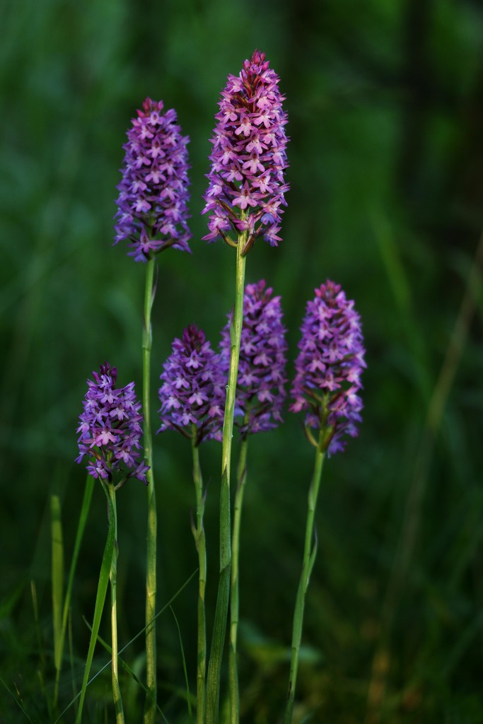 Pyramid Orchid by shepherdmanswife