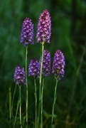 3rd Aug 2016 - Pyramid Orchid