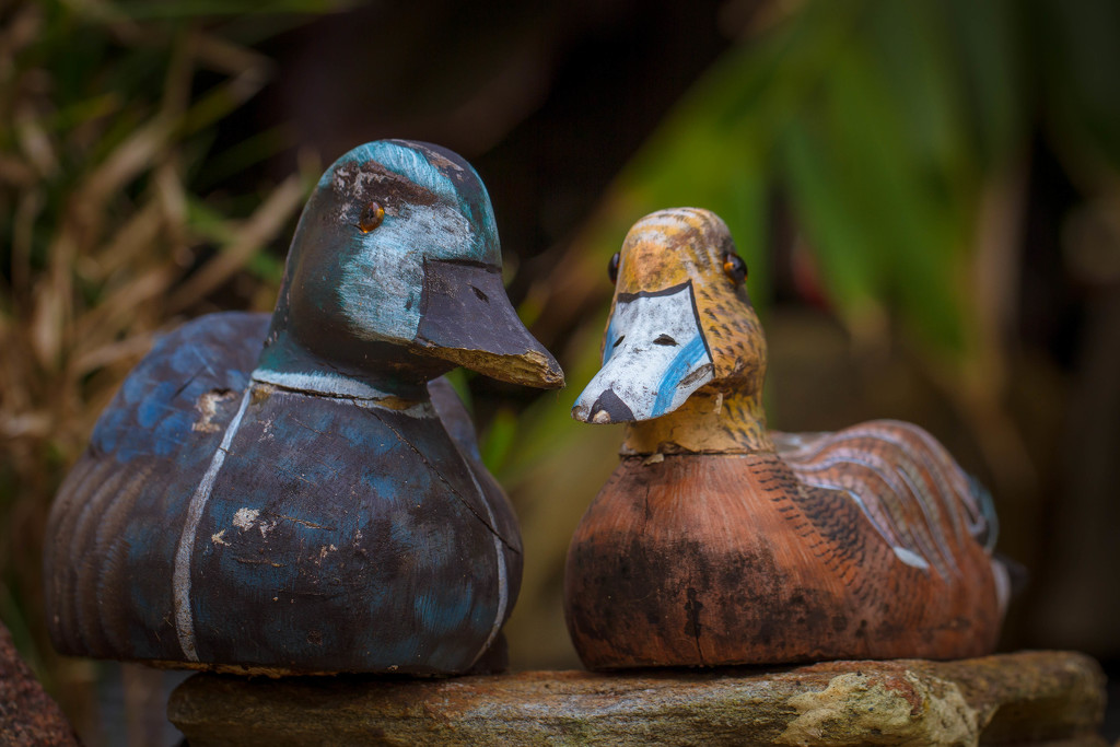 Wood ducks by jodies