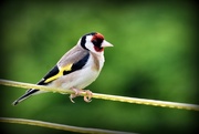 3rd Aug 2016 - Goldfinch