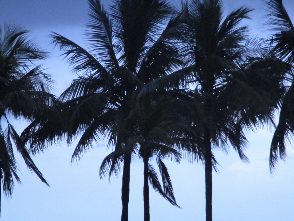 Palms  by granagringa