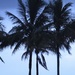 Palms  by granagringa