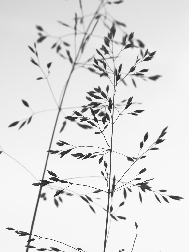 Grasses ii by tosee