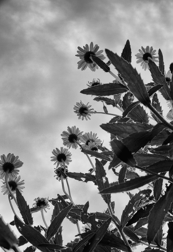 Daisies from below by jamibann