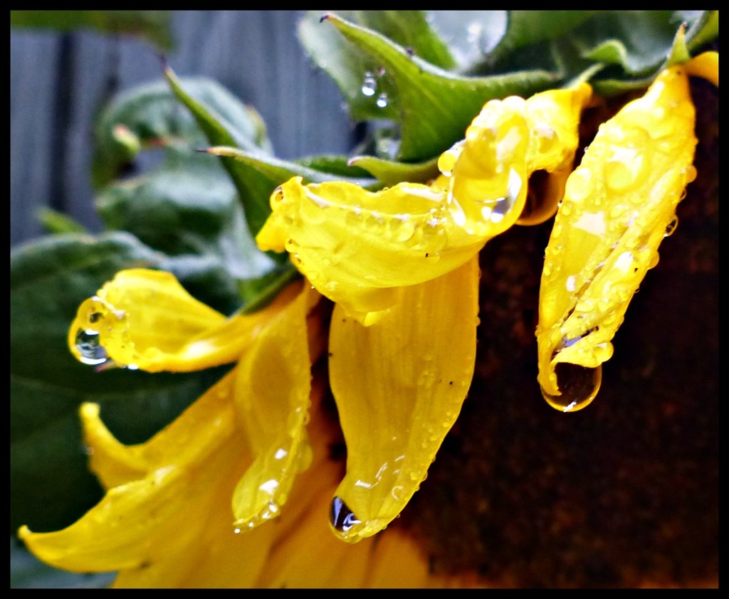 rain flower. by jokristina