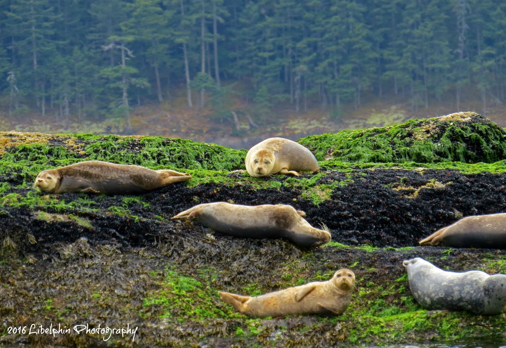 Seal Rookery by kathyo