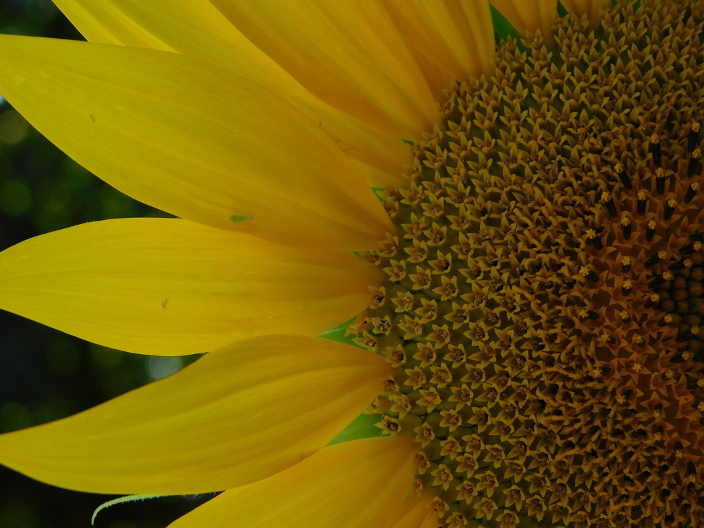  Sunflower by 365anne
