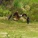 Red Kite Flying Low by susiemc