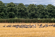 3rd Aug 2016 - Gaggle of Geese 