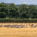 Gaggle of Geese  by rjb71