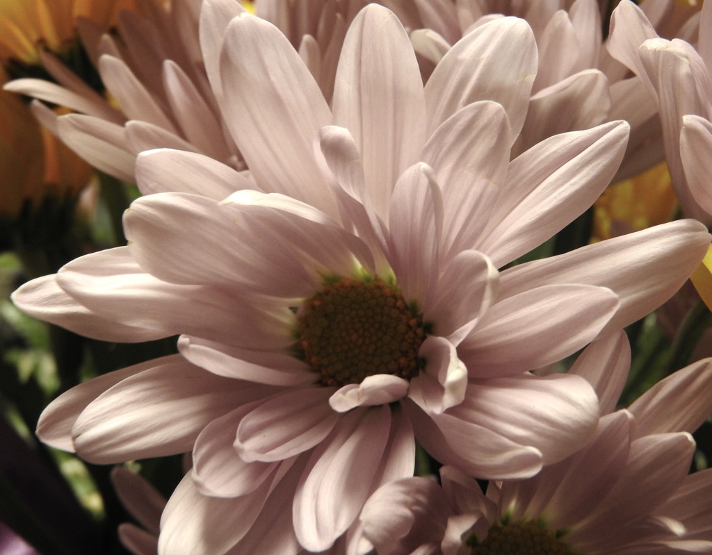 Desaturated Daisy by homeschoolmom