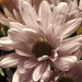 Desaturated Daisy by homeschoolmom