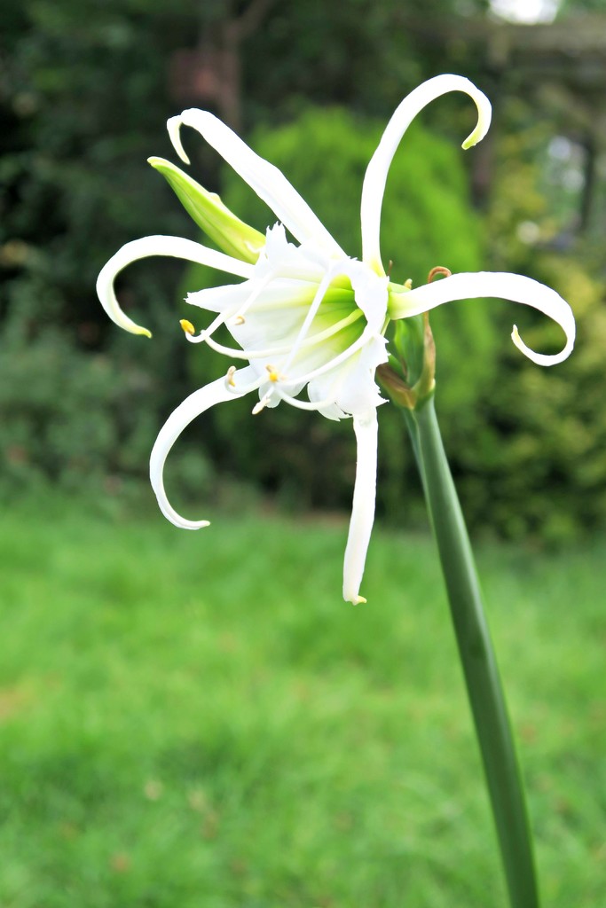 Spider Lily. by wendyfrost