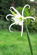 1st Aug 2016 - Spider Lily.