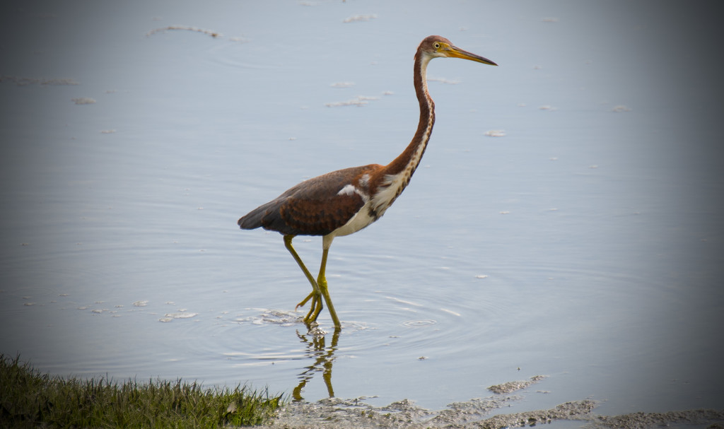 Tricolored Heron! by rickster549