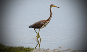 3rd Aug 2016 - Tricolored Heron!