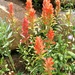 Indian Paintbrush by harbie