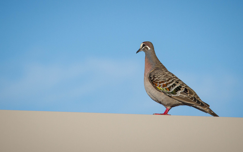 Pigeon on a hot tin roof by jodies