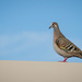 Pigeon on a hot tin roof by jodies