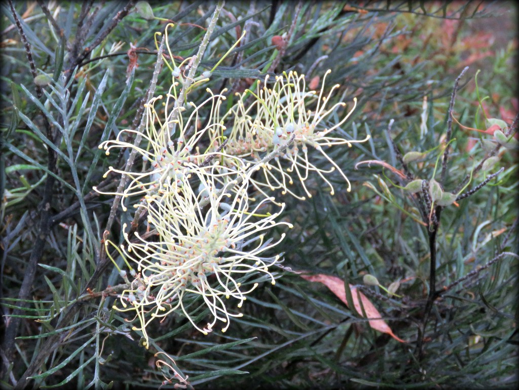 winter flowers by cruiser