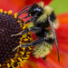 Bee by tonygig