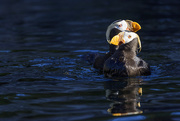 4th Aug 2016 - Tufted Puffin Sweet Hearts