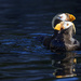 Tufted Puffin Sweet Hearts by jgpittenger