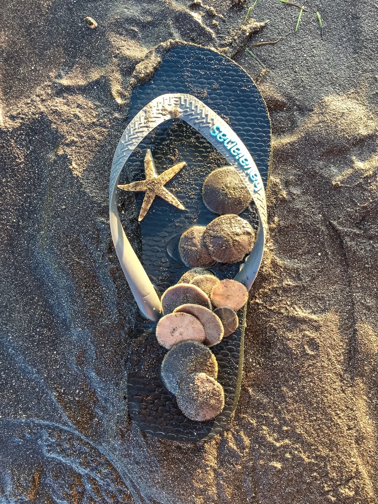 Starfish and sand dollars by cocobella
