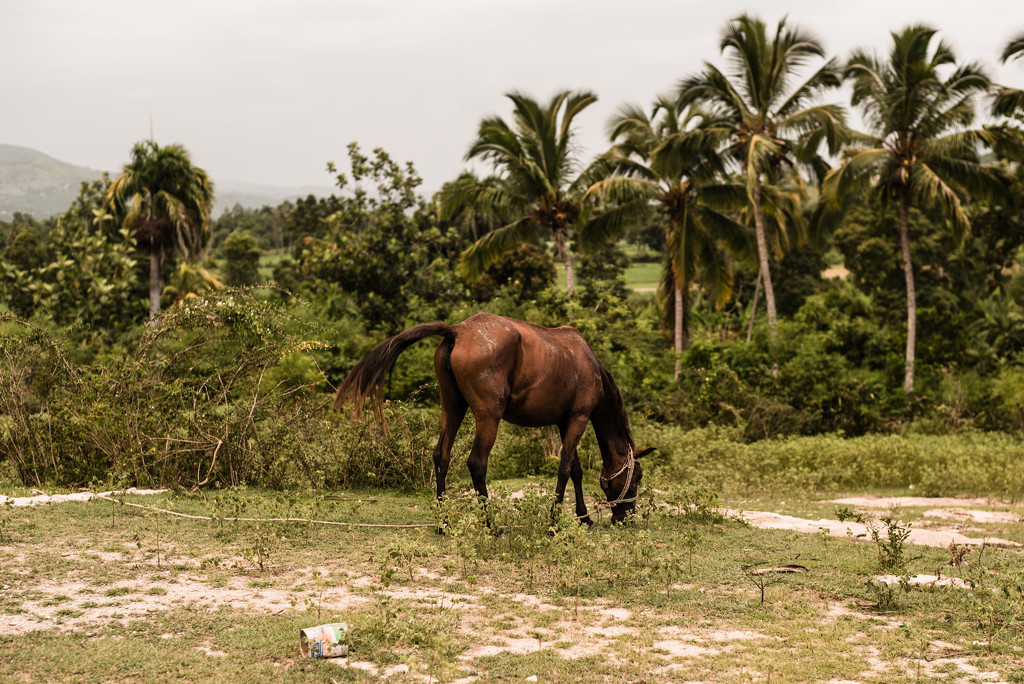 Tell My Horse (Haiti Series) by cjoye